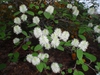 Fothergilla gardenii