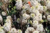 Shrub with many clusters of white stamen flowers, like brushes.