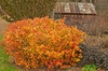 Fothergilla gardenii