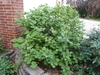 Shrub with dense foliage. Leaves broadly ovate.