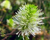 Fothergilla gardenii