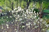 Fothergilla gardenii