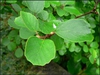 Fothergilla gardenii