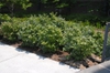 Fothergilla major