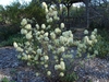 Shrub with many clusters of white stamen flowers, like brushes.
