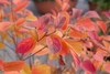 Reddish- orange fall color of leaves