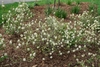 Form of the shrub in bloon