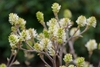 Bottle brush- type white flowers