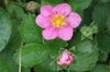 Fragaria 'Pink Panda'