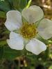 Close up of flower