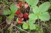 Fragaria virginiana