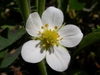 Fragaria virginiana