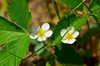 Fragaria virginiana