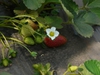 Fragaria ananassa
