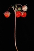 Red fruits (Tucker County, WV)-Early Summer