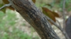 Bark