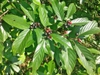 Fruits and leaves