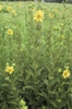 Form