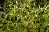 Form in bloom