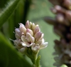 Flower cluster
