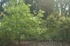 Franklinia alatamaha
