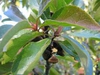 Franklinia alatamaha