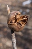 Franklinia alatamaha