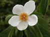 Franklinia alatamaha flower