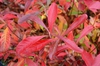 Fall Leaf