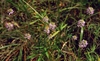 low-growing plant with pink inflorescences.
