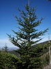 Young tree with a non-mounded habit