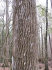 Fraxinus profunda