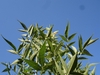 pinnately compound leaves against the blue sky.