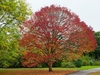 Tree with round crown and red & orange fall color.