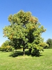 Fraxinus americana
