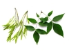 Detached cluster of fruit and pair of opposite leaves