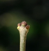 Bud