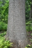Bark