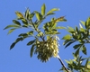 Leafy shoot bearing a hanging cluster of winged fruits.