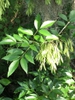 Fruit
