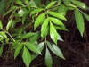 Foliage