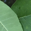 Both sides of leaves
