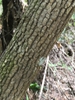 Bark