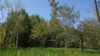 Form