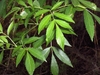 Leafy shoot with opposite, pinnately compound leaves.