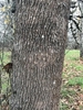 Bark