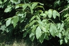 Compound leaves