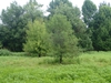 Form