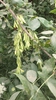 Winged samara