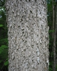 Bark